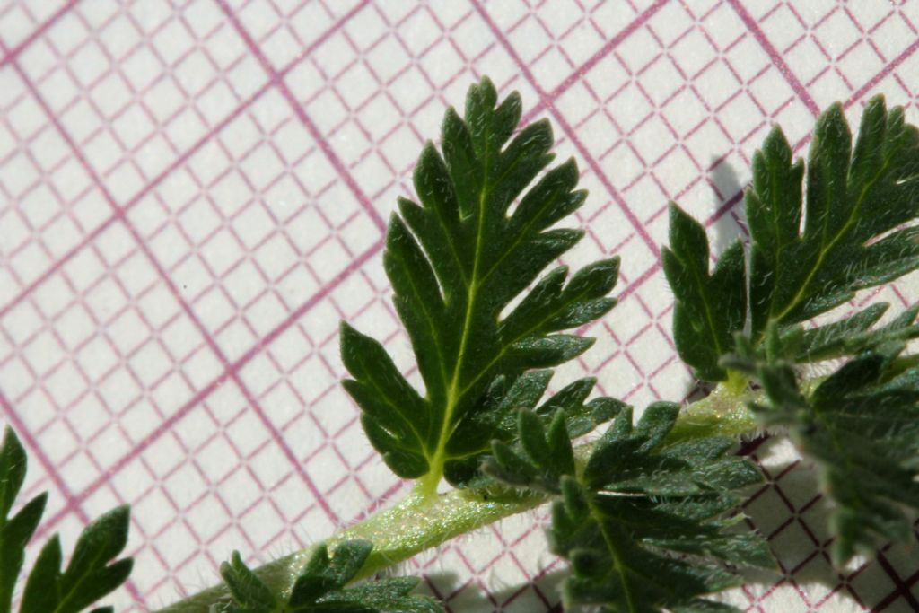 Erodium cicutarium